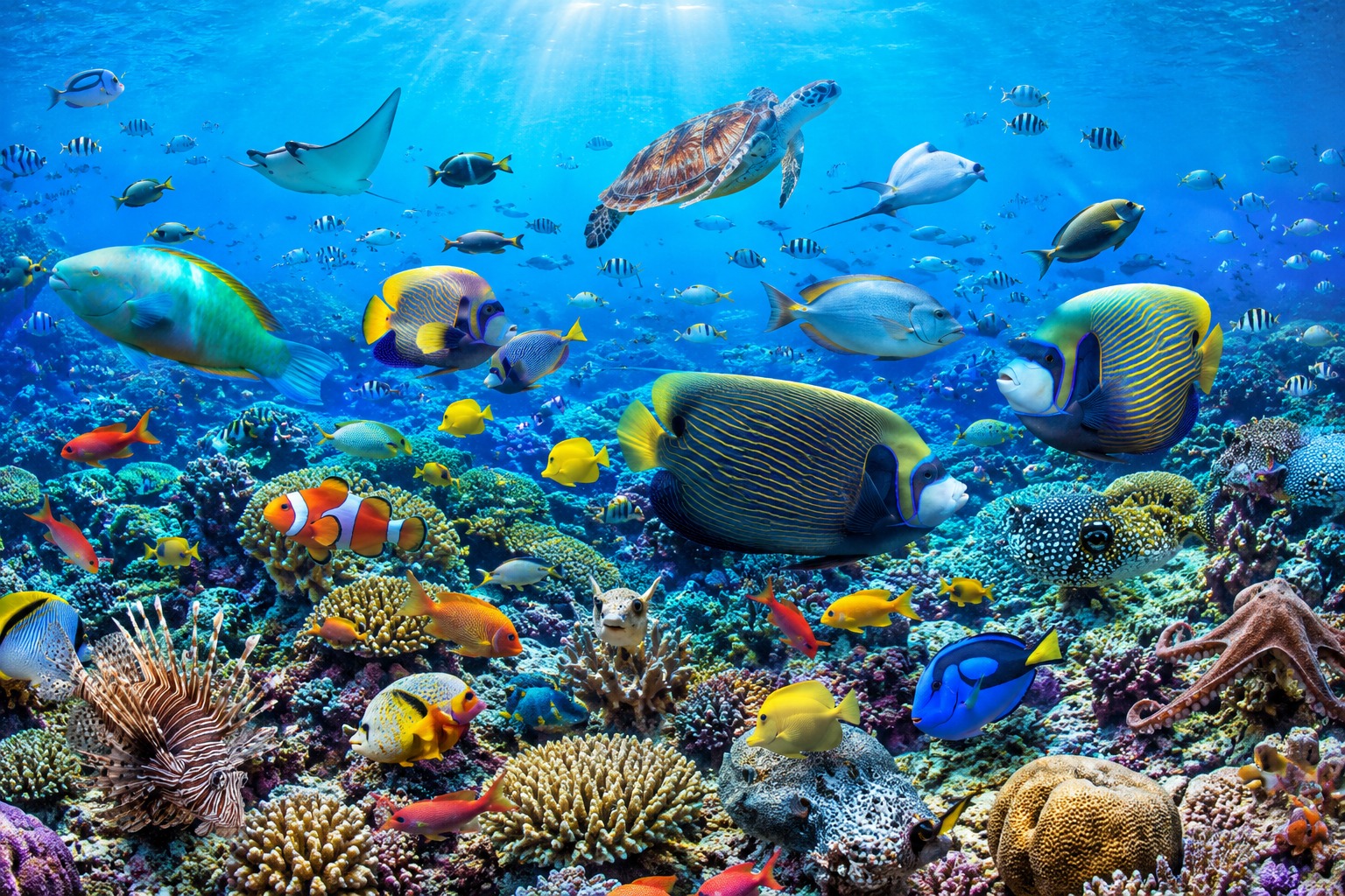 Acuario Premium